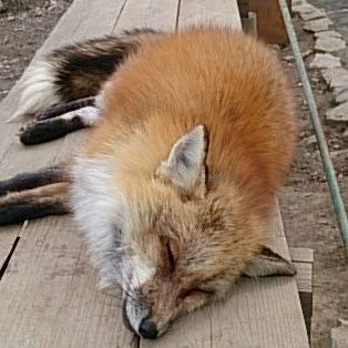 おきつね杏ちゃん